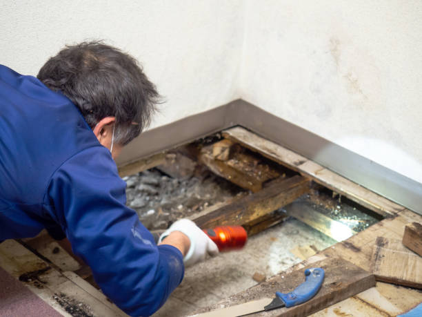 Best Mold Remediation Experts  in Wetumpka, AL